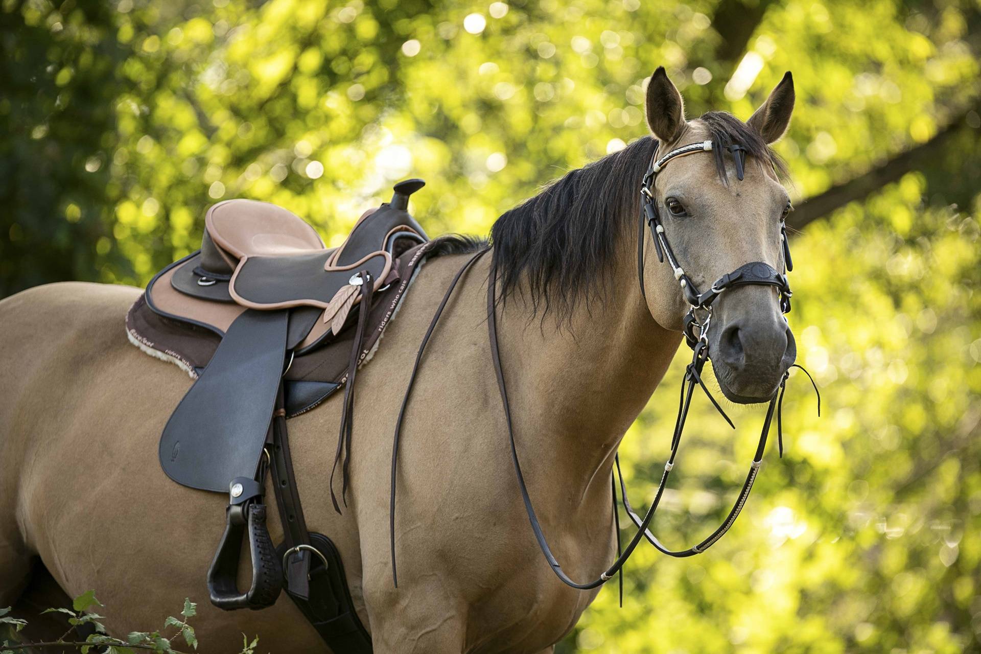 Barefood Saddle Austria