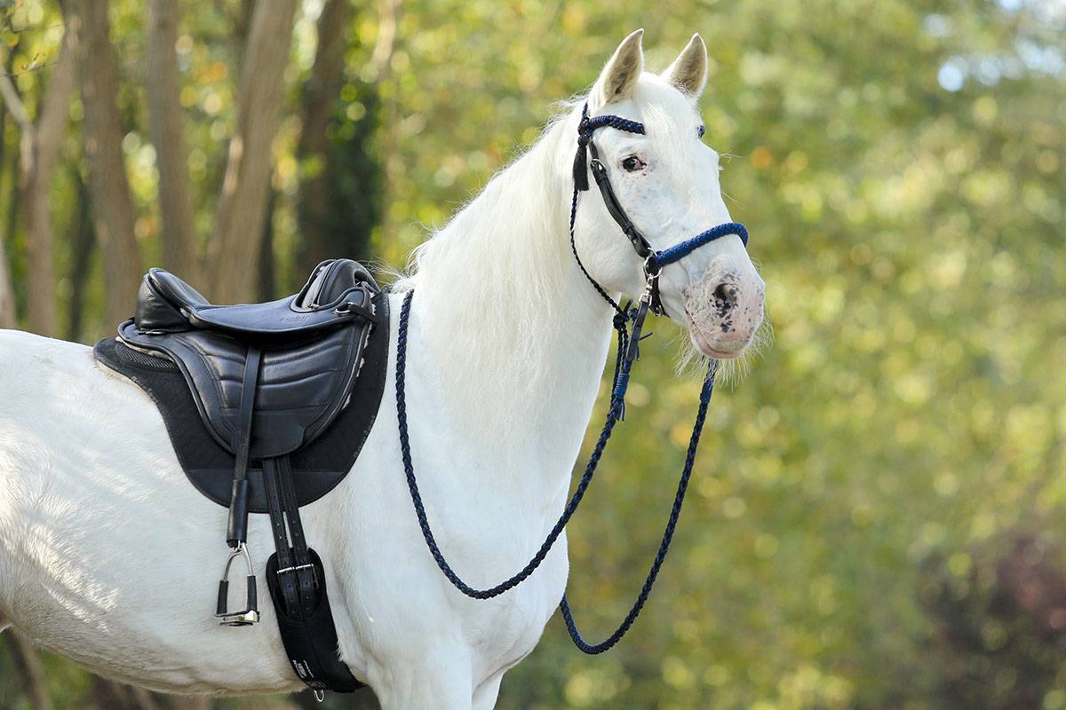 BAREFOOT SADDLE AUSTRIA