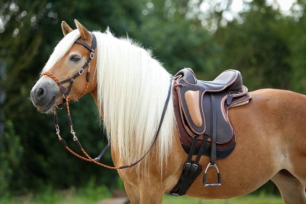 BAREFOOT SADDLE AUSTRIA