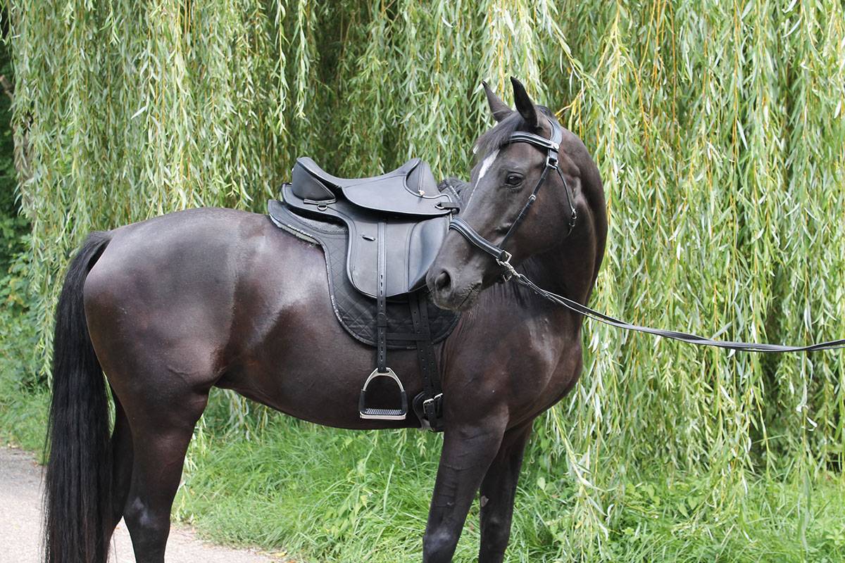 BAREFOOT SADDLE AUSTRIA